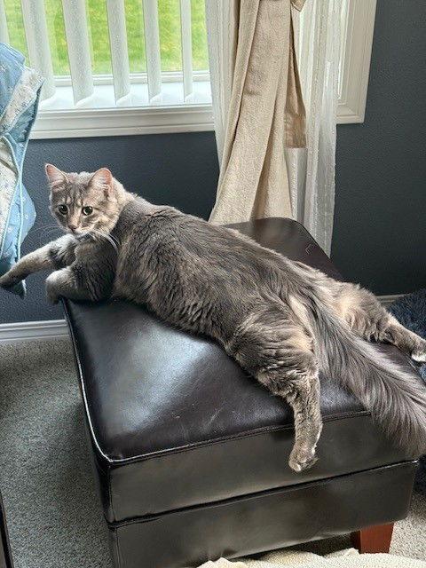 Tucker, Adopted, Young Male Domestic Long Hair.