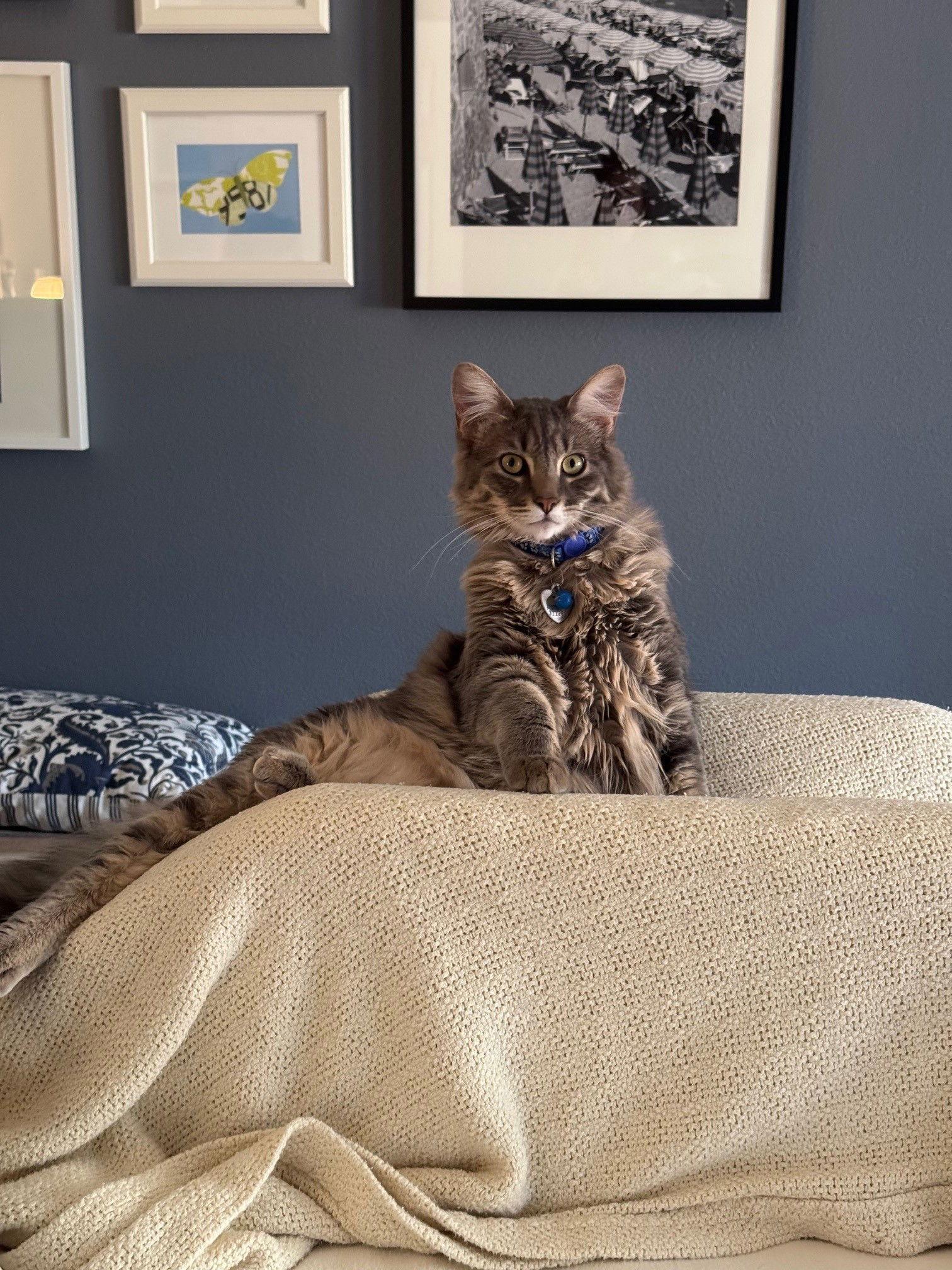 Enlarge Tucker, a Adopted Domestic Long Hair in St. Helens, OR image 3/3