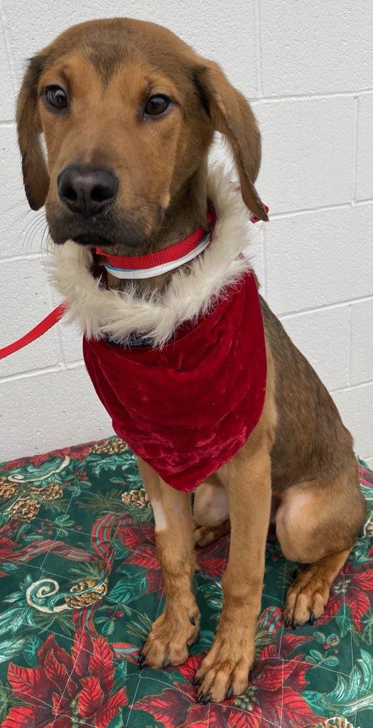 Enlarge Tuca, a Adoptable mixed breed in Colusa, CA image 1/6