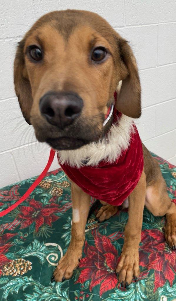 Enlarge Tuca, a Adoptable mixed breed in Colusa, CA image 2/6