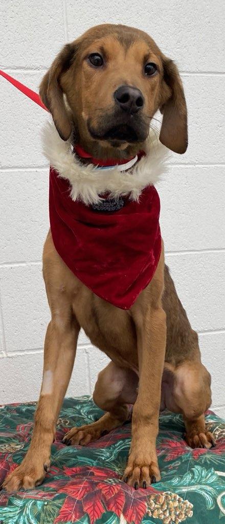 Enlarge Tuca, a Adoptable mixed breed in Colusa, CA image 3/6