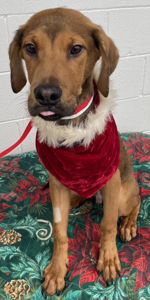 Enlarge Tuca, a Adoptable mixed breed in Colusa, CA image 4/6