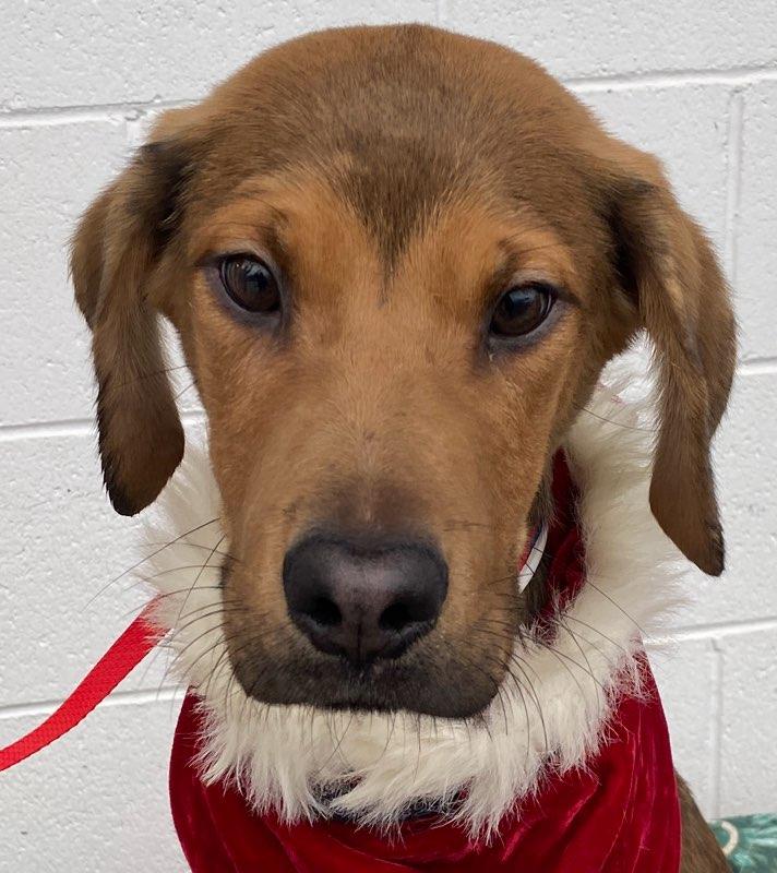 Tuca, Adoptable, Puppy Male Hound & Vizsla.