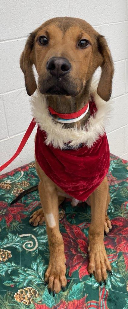 Enlarge Tuca, a Adoptable mixed breed in Colusa, CA image 6/6