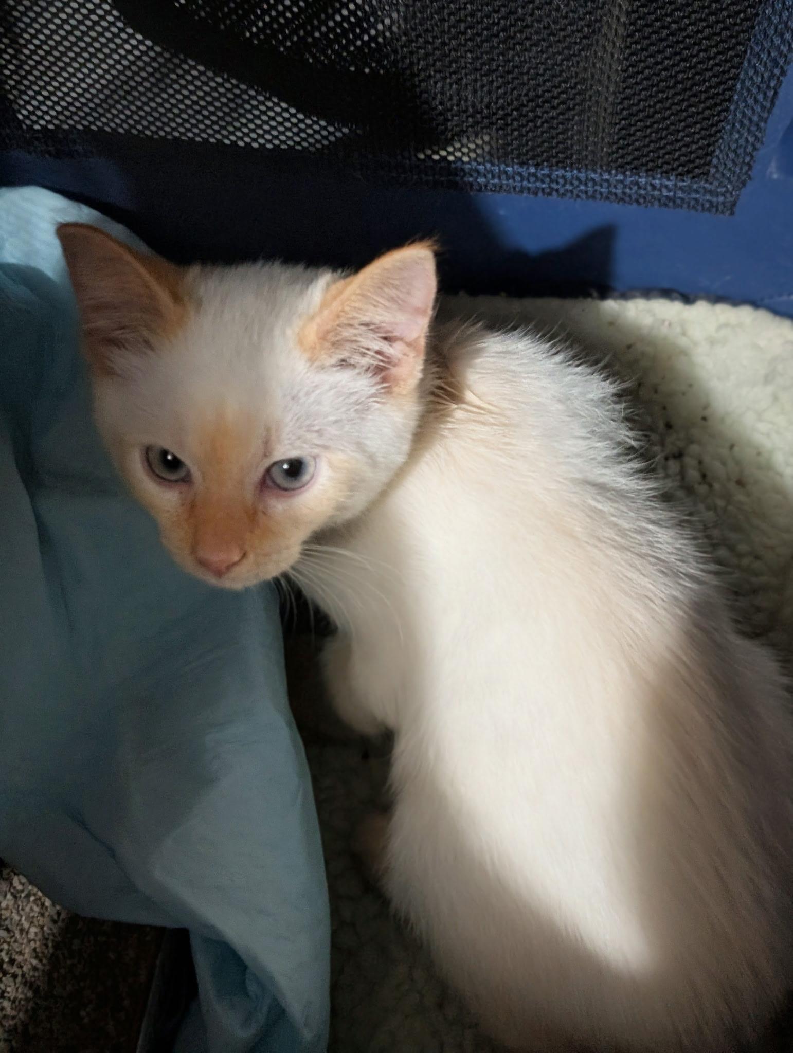 Enlarge Cinder, a Adopted Siamese in Quincy, OH image 2/3