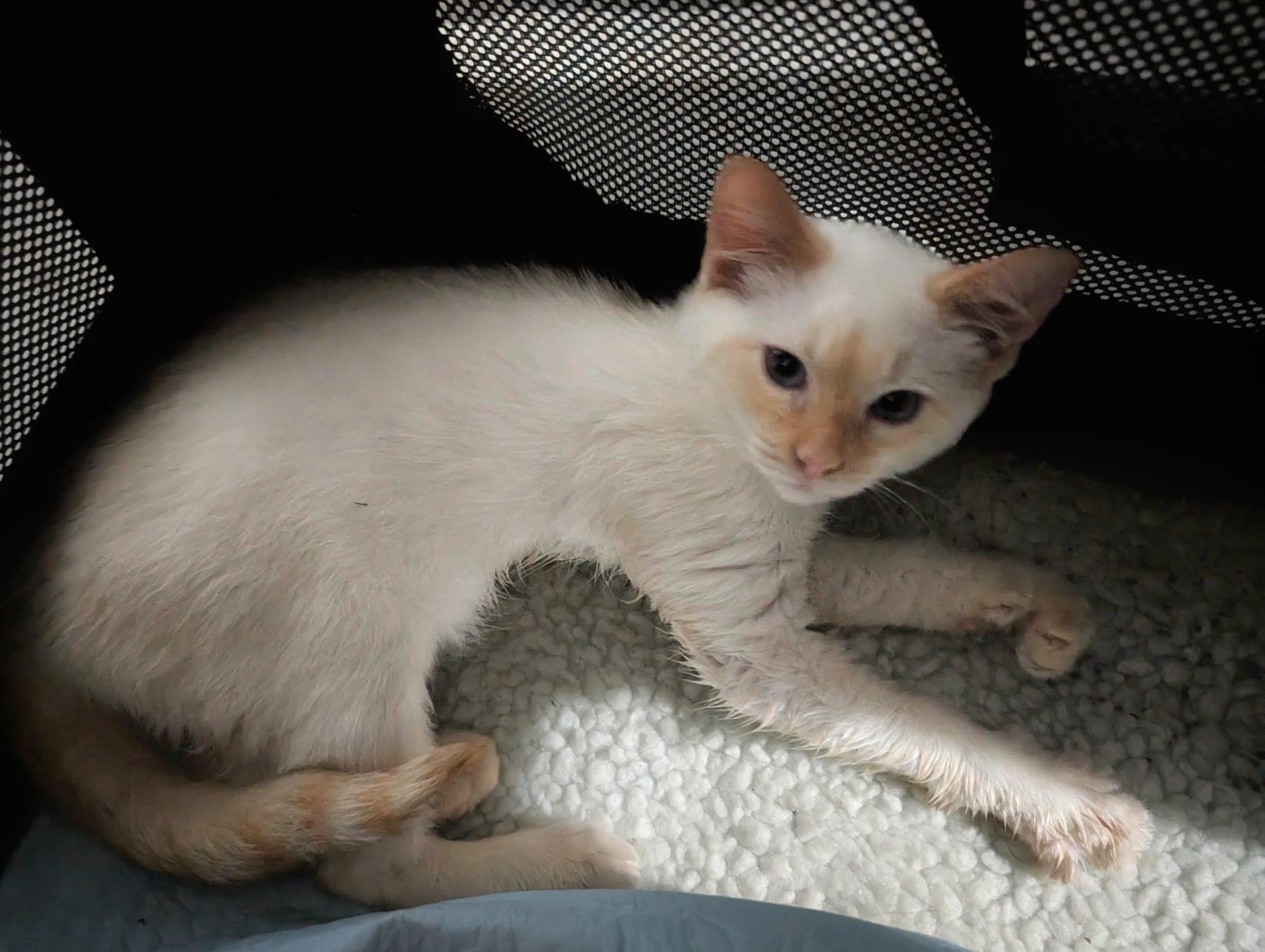 Enlarge Cinder, a Adopted Siamese in Quincy, OH image 3/3