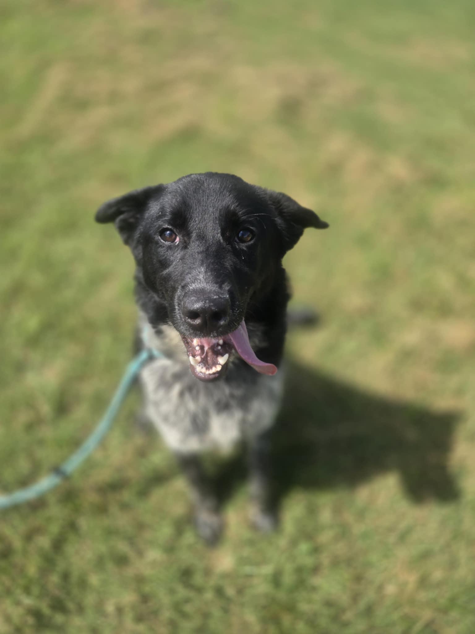 Drax (Rescue), Adopted, Young Male Australian Cattle Dog / Blue Heeler.