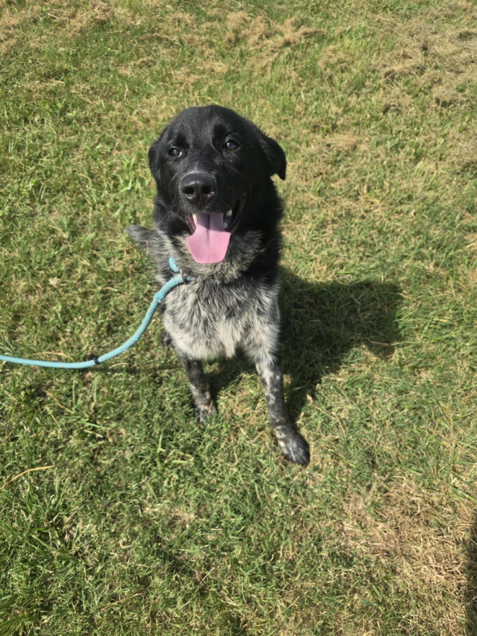 Enlarge Drax (Rescue), a Adopted mixed breed in Springfield, MO image 2/6