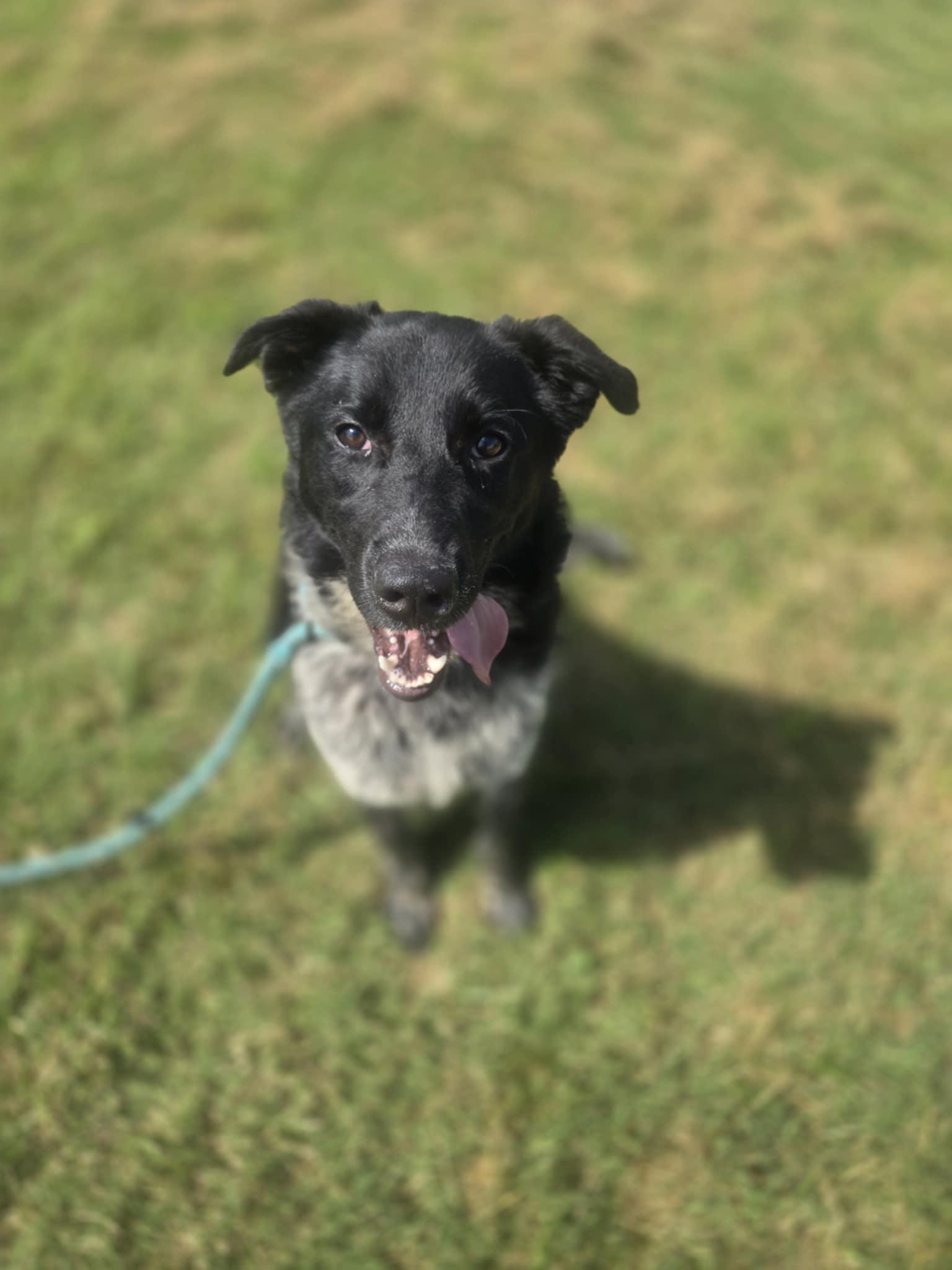 Enlarge Drax (Rescue), a Adopted mixed breed in Springfield, MO image 3/6