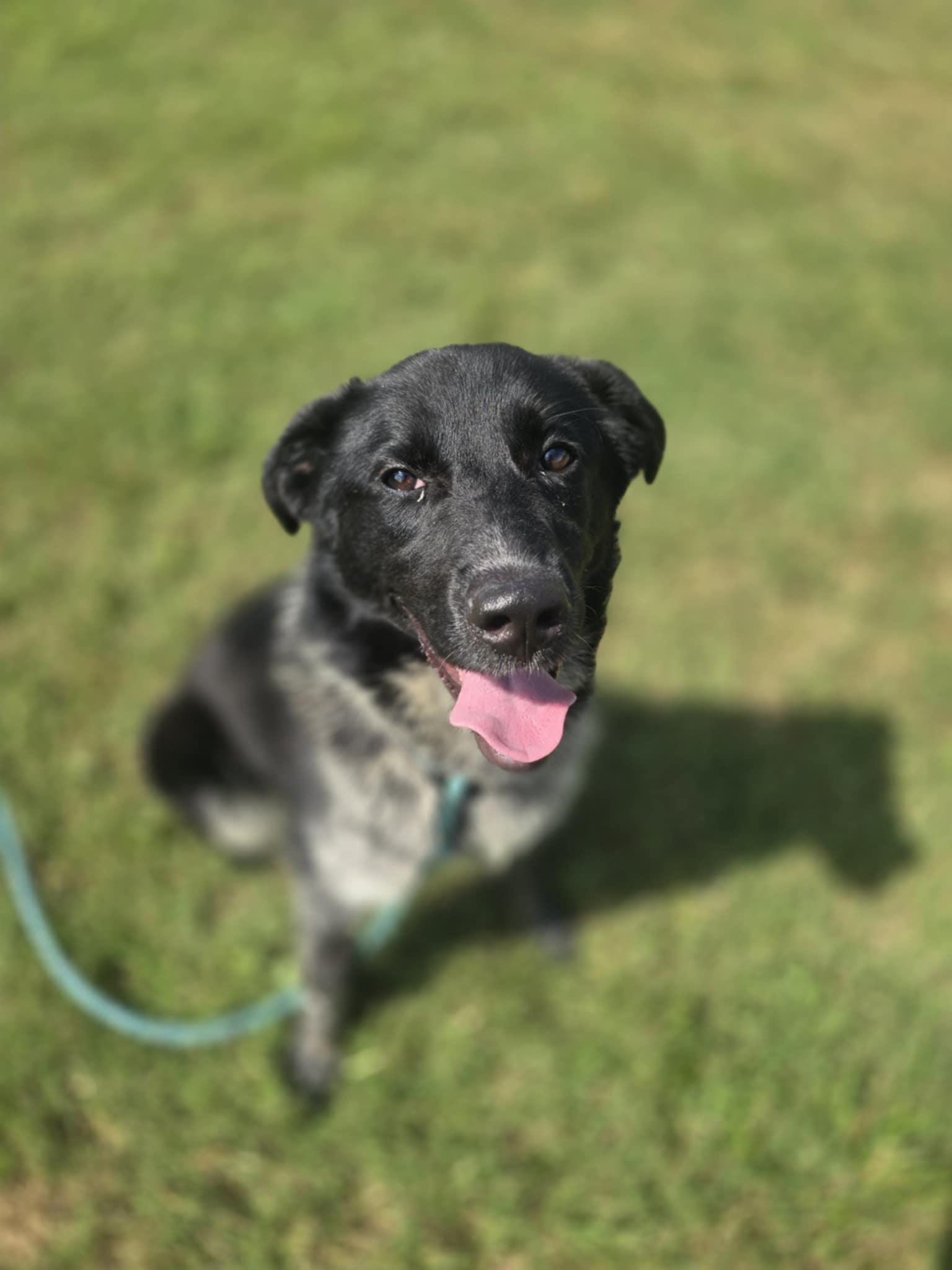 Enlarge Drax (Rescue), a Adopted mixed breed in Springfield, MO image 4/6