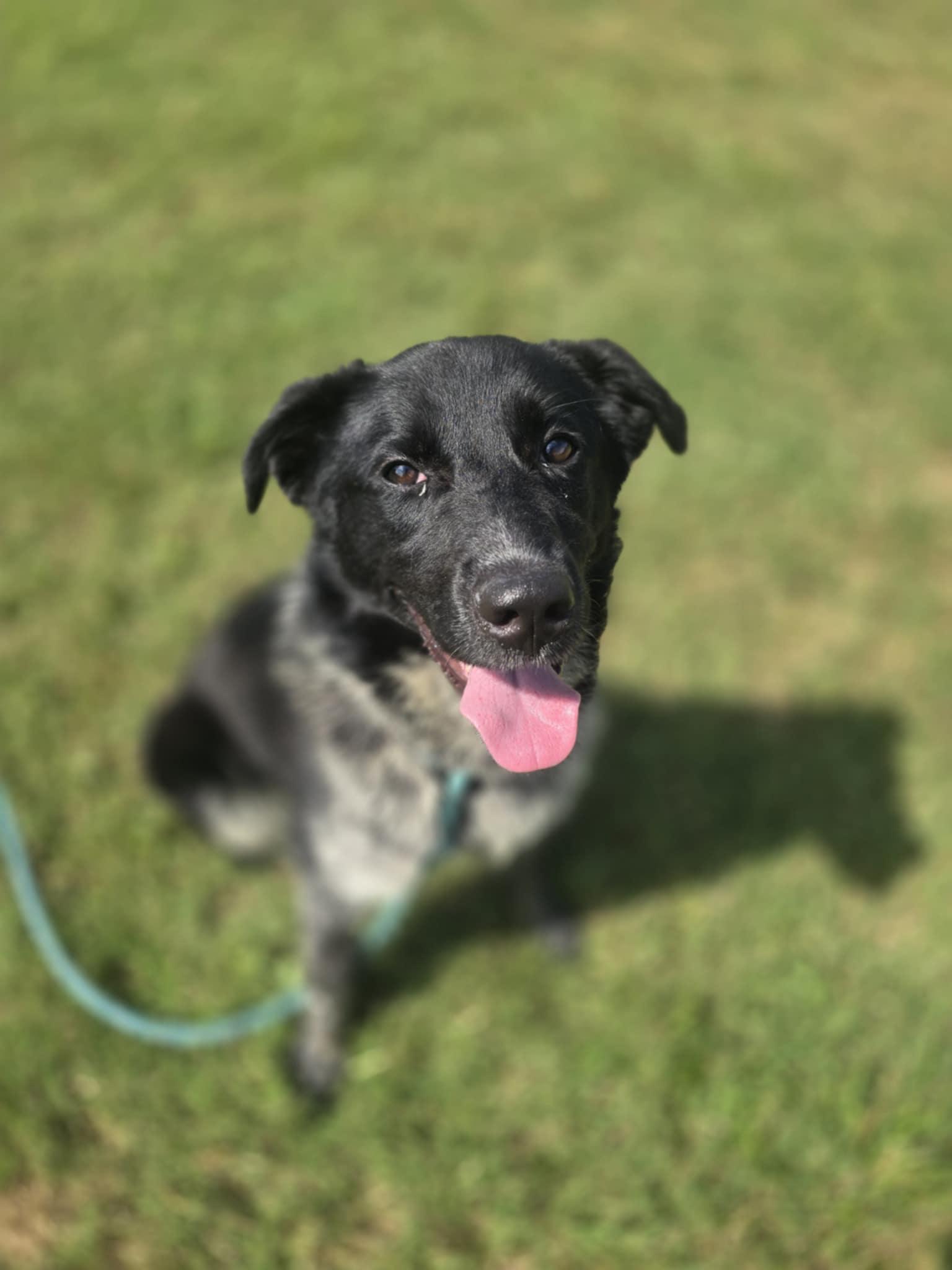 Enlarge Drax (Rescue), a Adopted mixed breed in Springfield, MO image 5/6