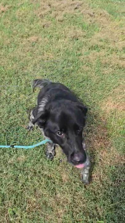 Enlarge Drax (Rescue), a Adopted mixed breed in Springfield, MO video 6/6