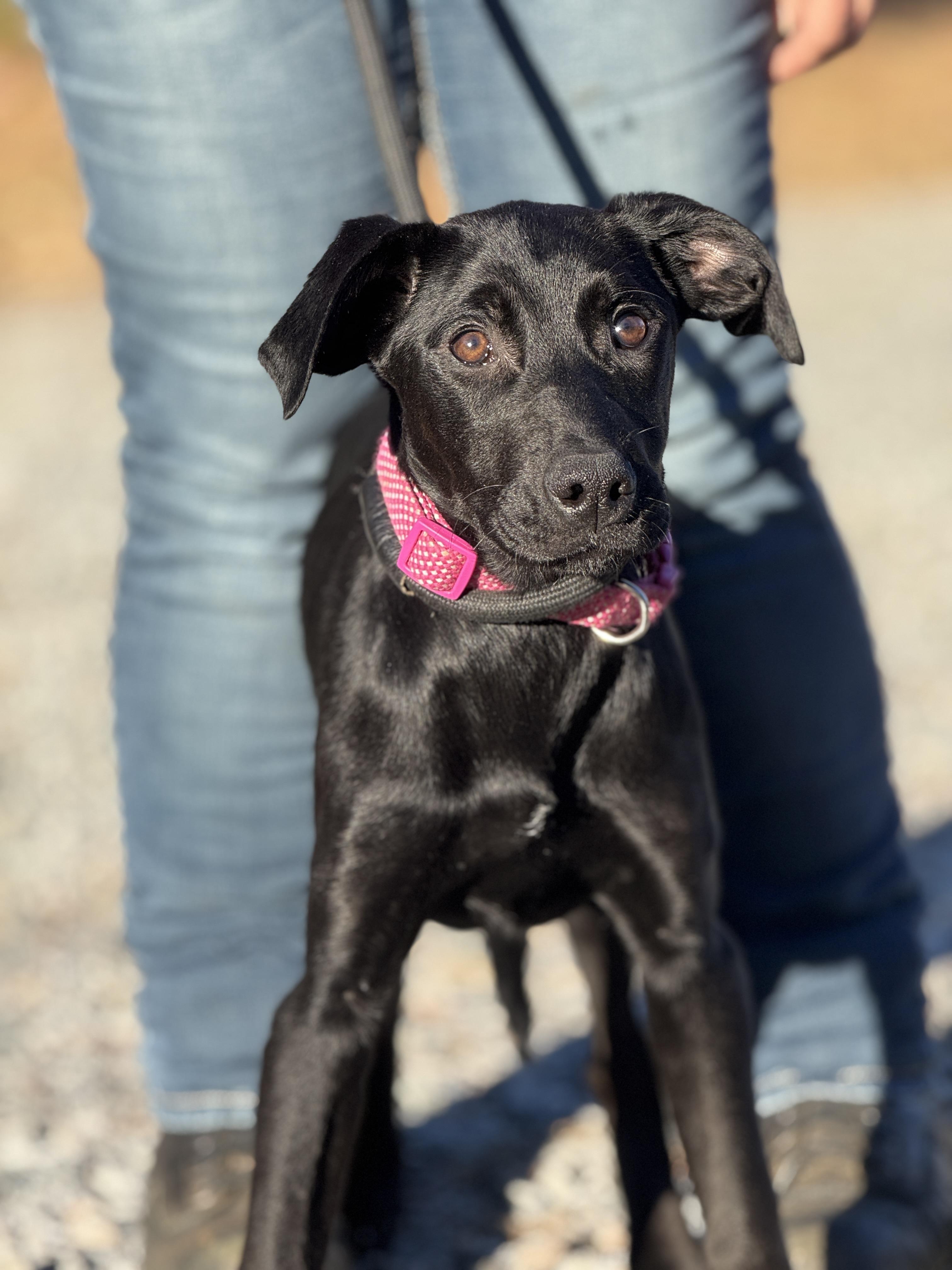 Enlarge Bubbly, a ADOPTABLE mixed breed in Midlothian, VA image 3/6