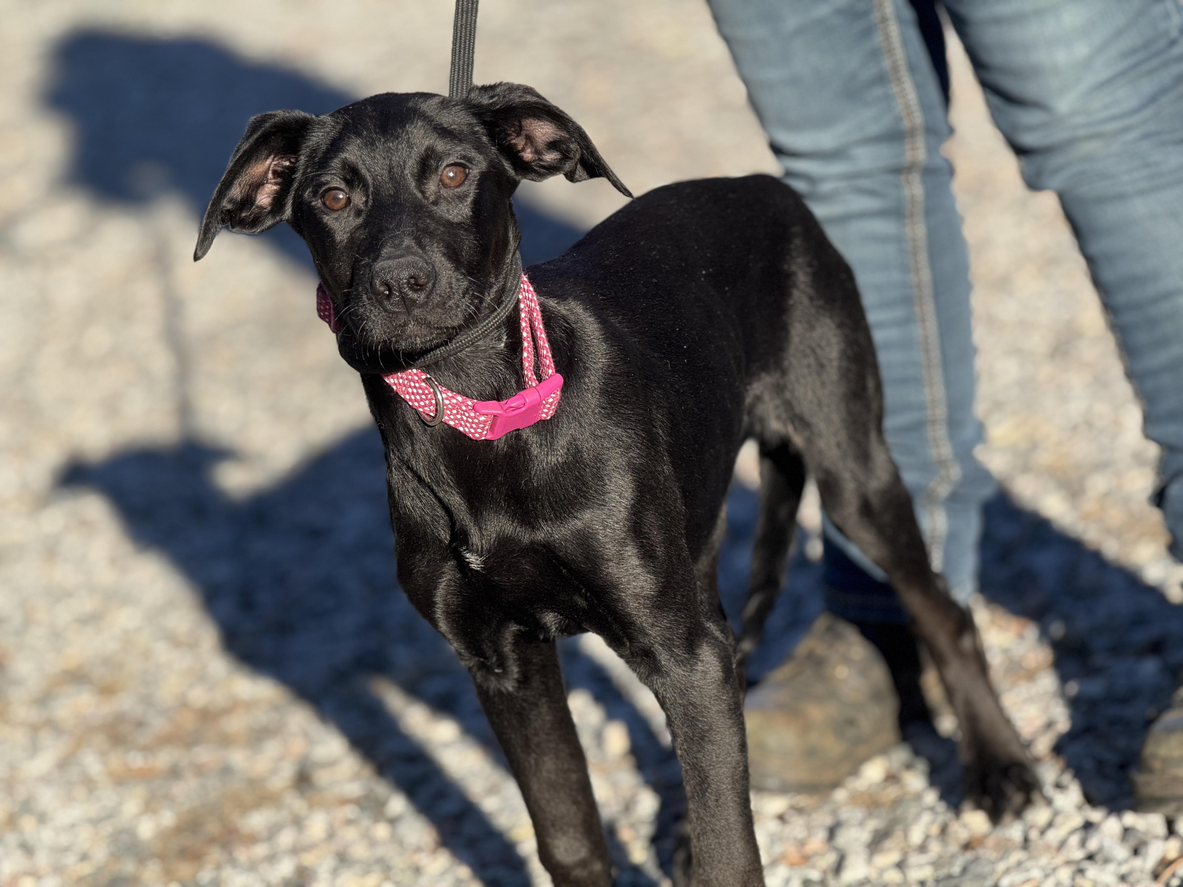 Enlarge Bubbly, a ADOPTABLE mixed breed in Midlothian, VA image 2/6