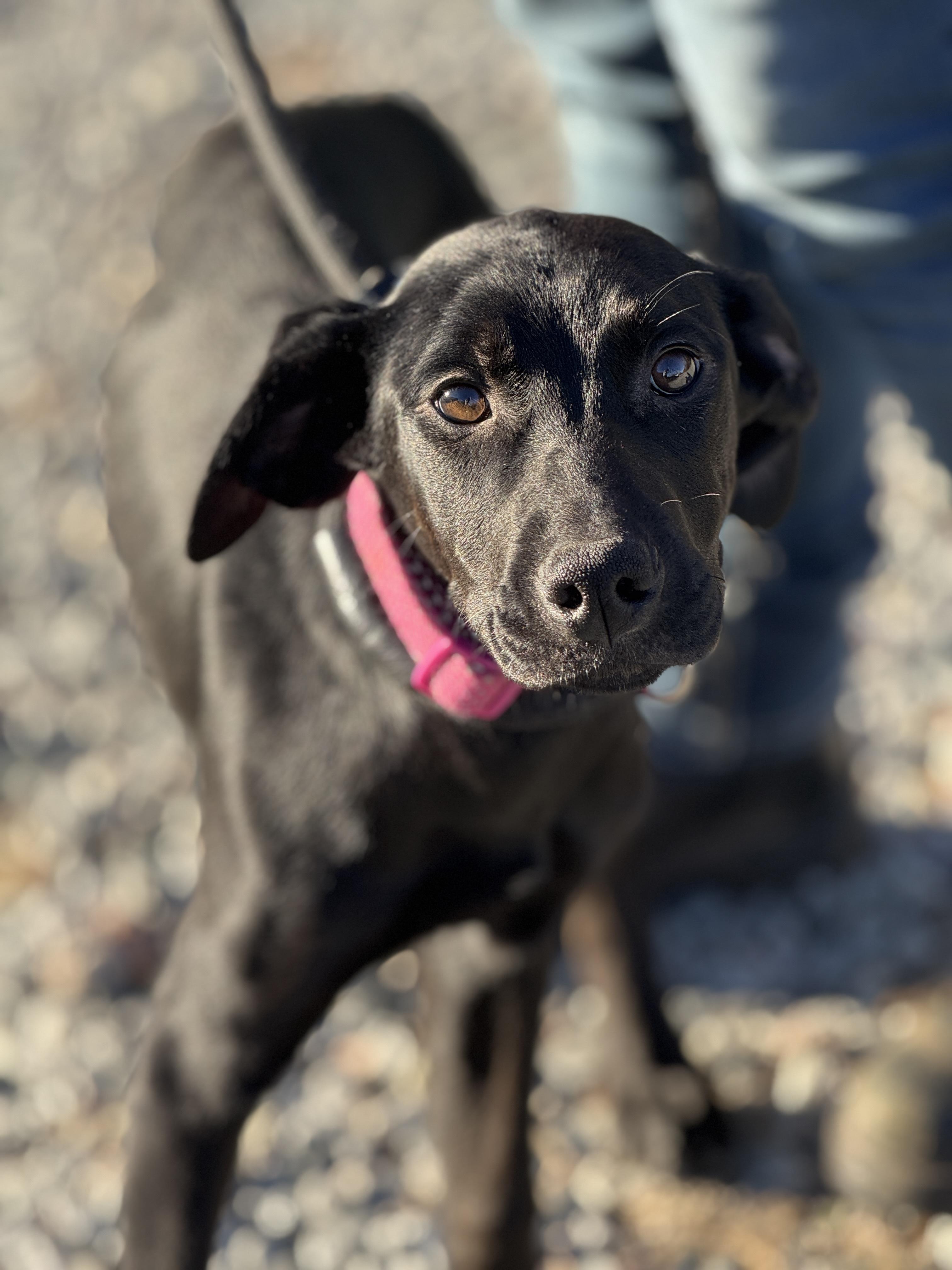 Enlarge Bubbly, a ADOPTABLE mixed breed in Midlothian, VA image 5/6