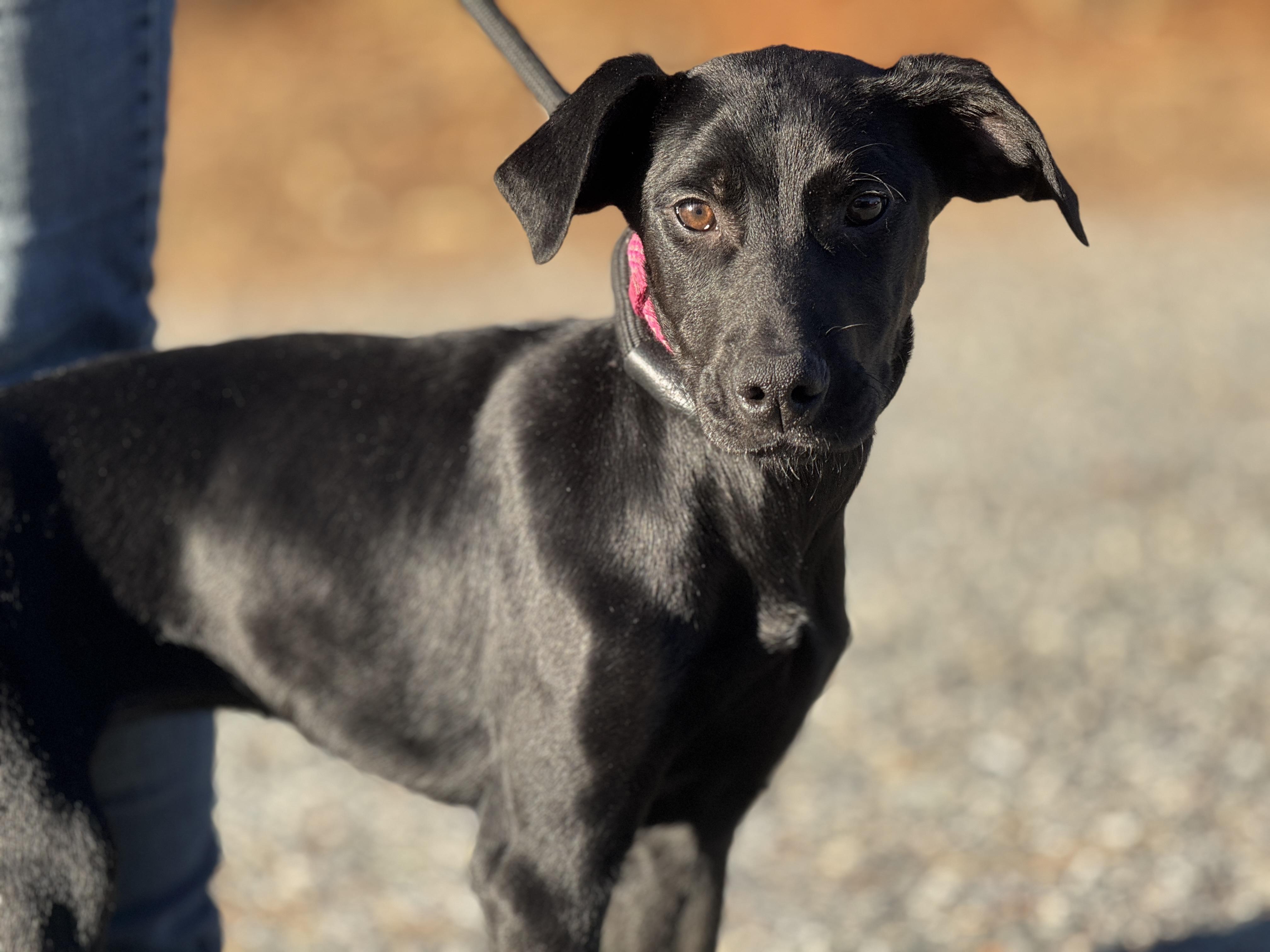 Enlarge Bubbly, a ADOPTABLE mixed breed in Midlothian, VA image 6/6