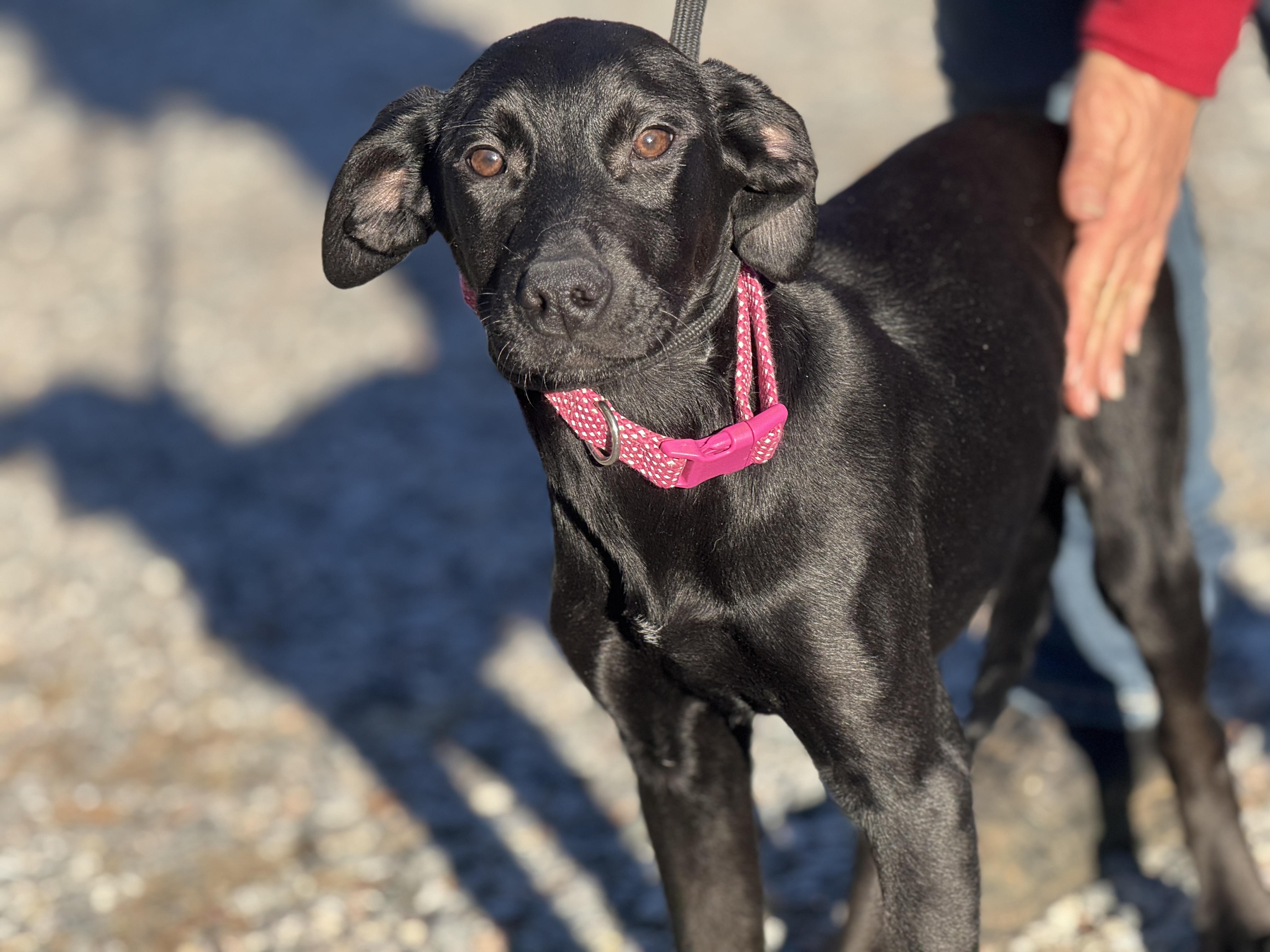 Bubbly, ADOPTABLE, Young Female Black Labrador Retriever & Doberman Pinscher.