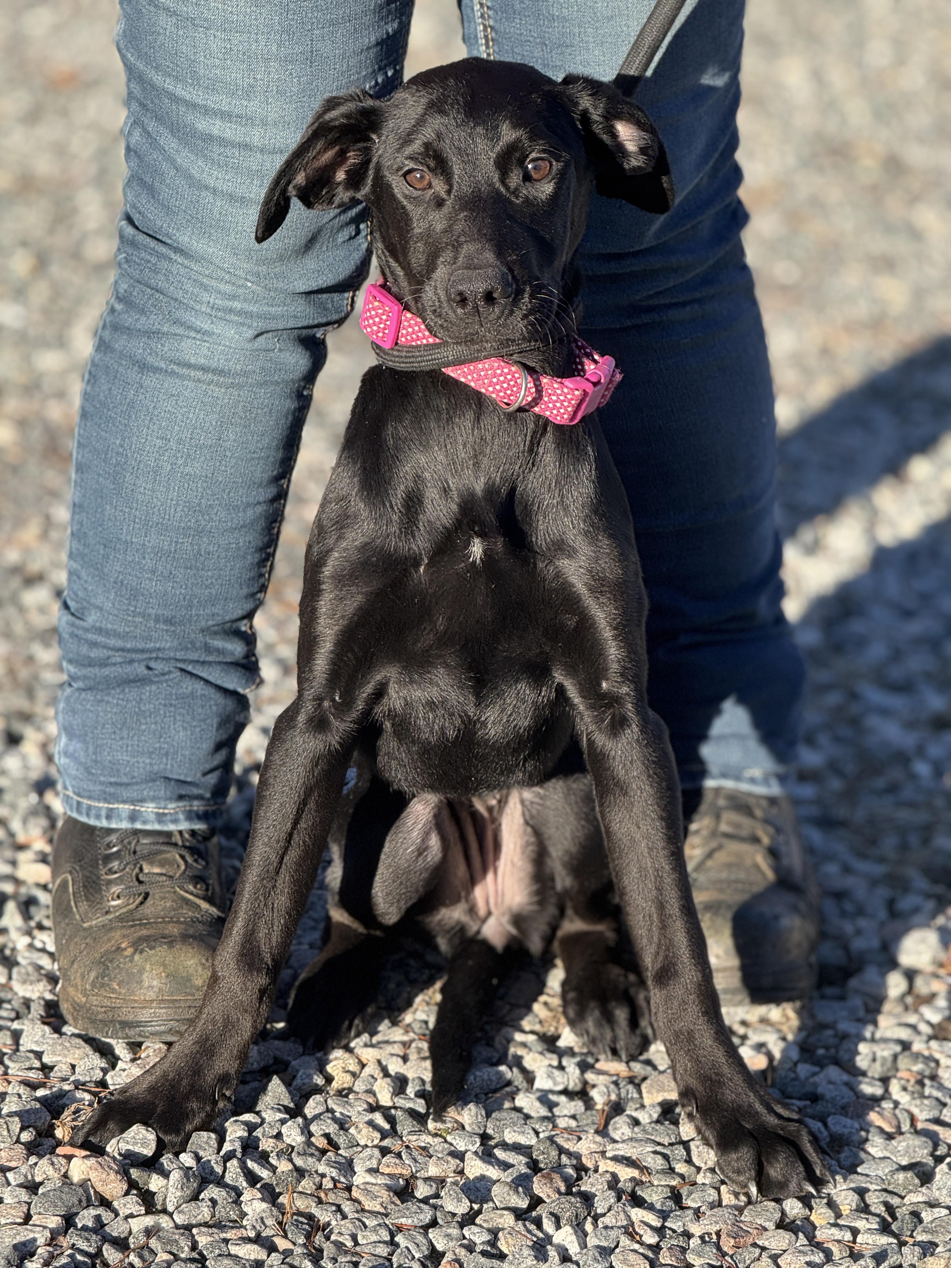 Enlarge Bubbly, a ADOPTABLE mixed breed in Midlothian, VA image 4/6