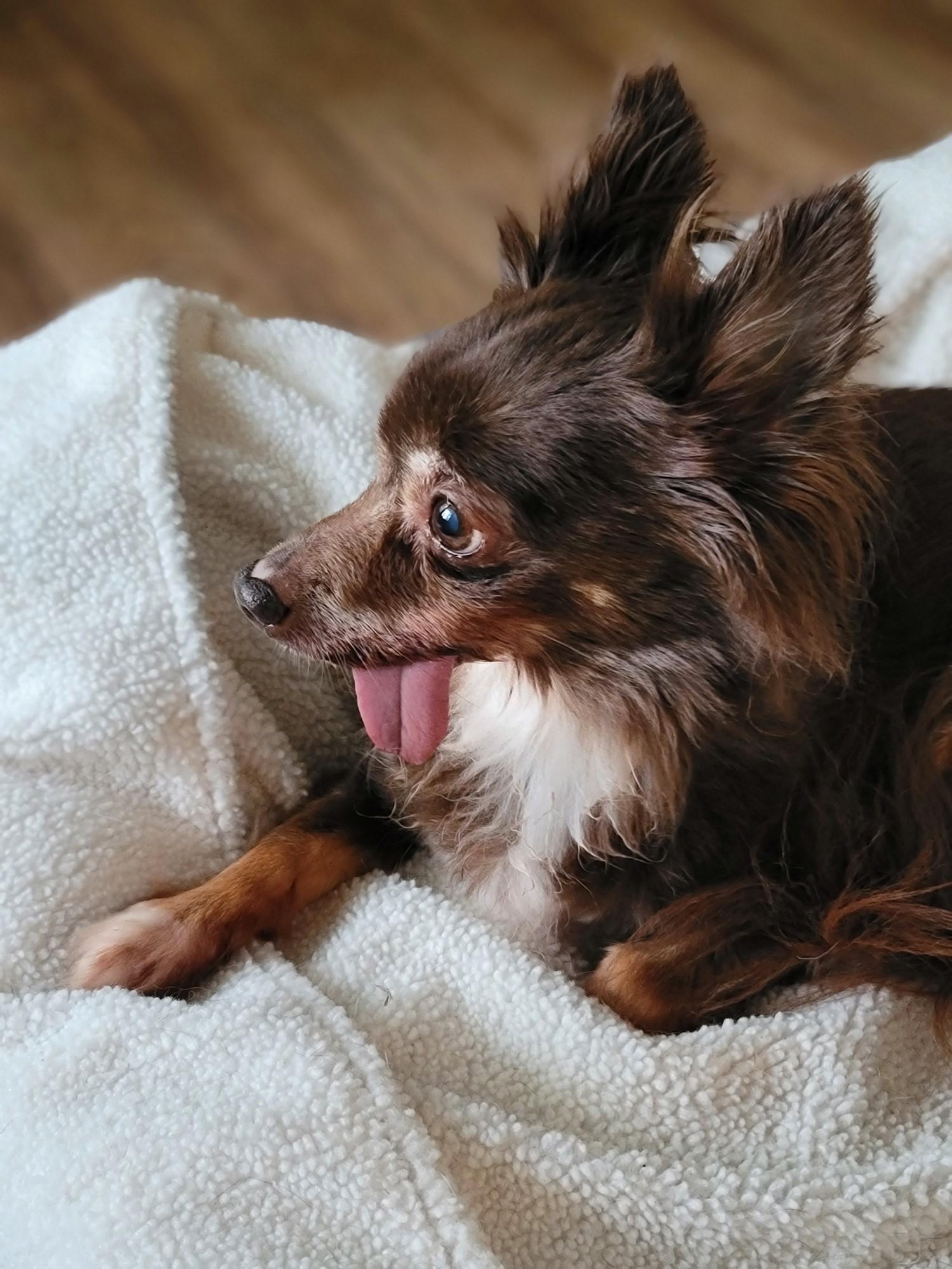 Enlarge Ruby, a ADOPTABLE mixed breed in Midlothian, VA image 2/4