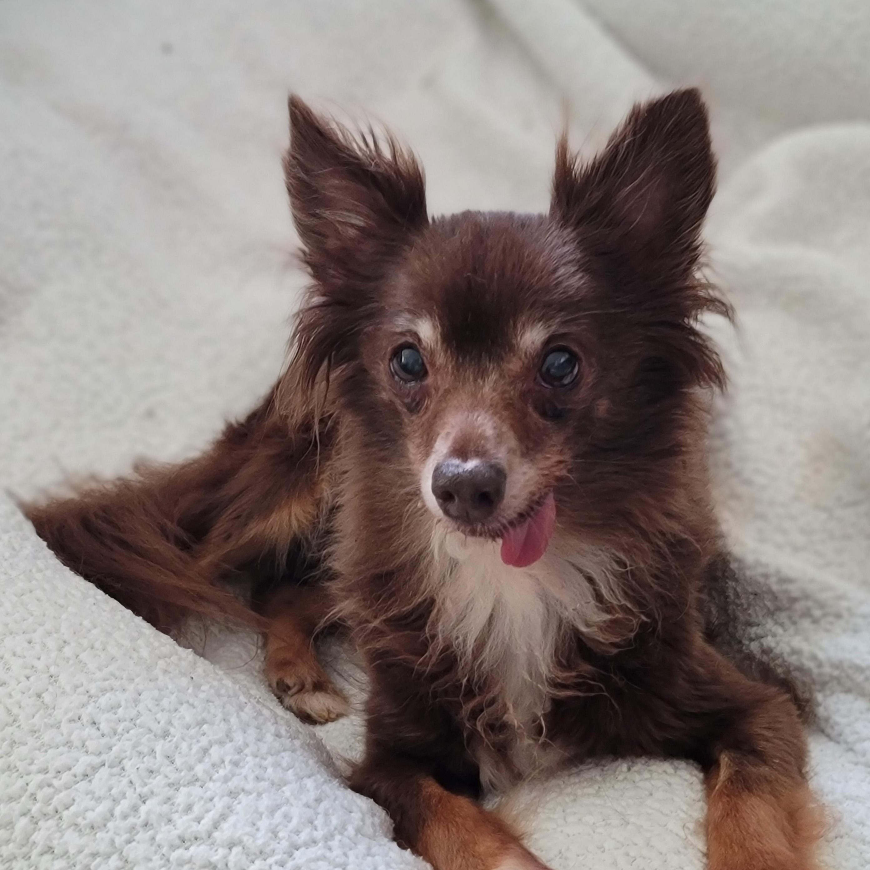 Ruby, ADOPTABLE, Senior Female Chihuahua.