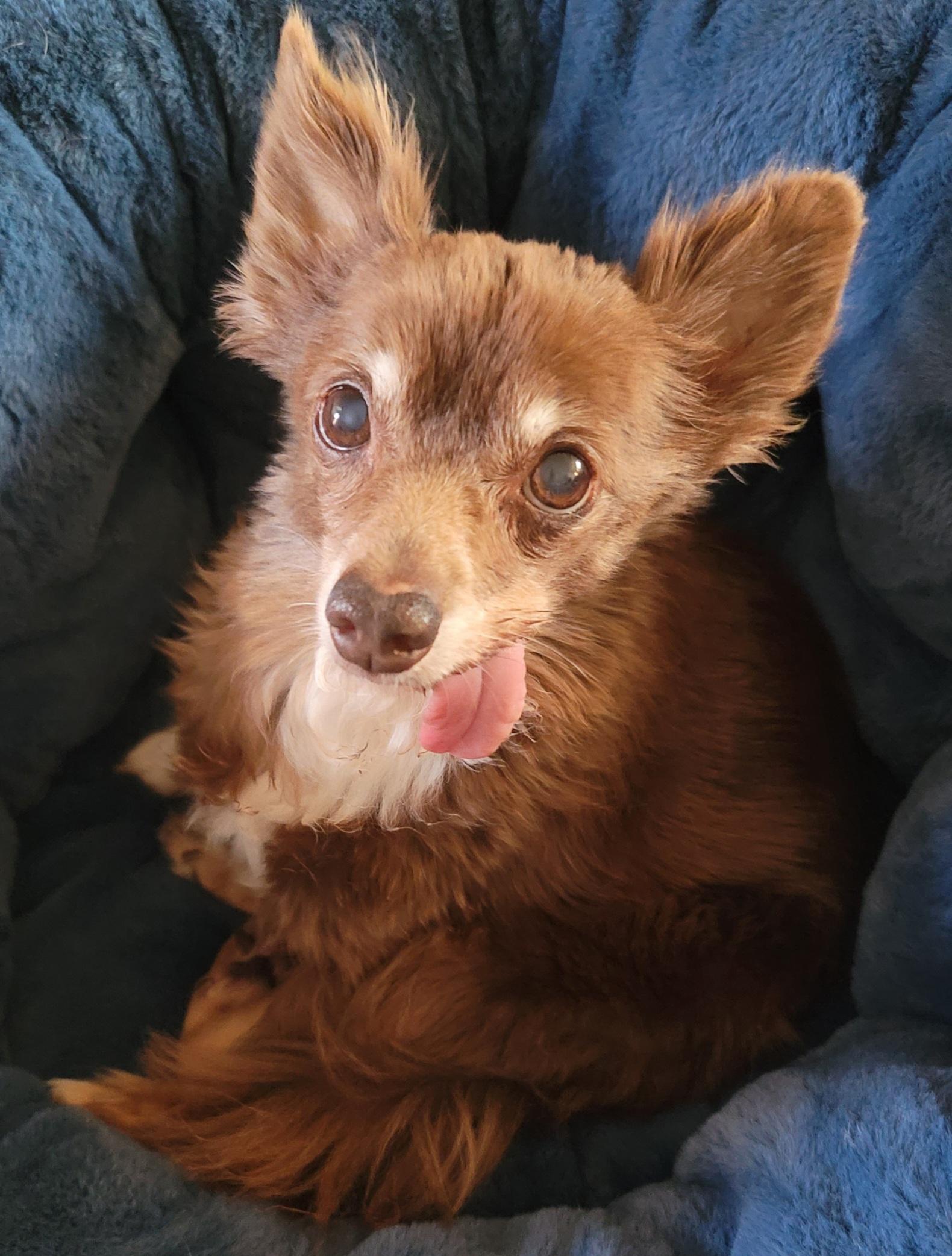 Enlarge Ruby, a ADOPTABLE mixed breed in Midlothian, VA image 3/4