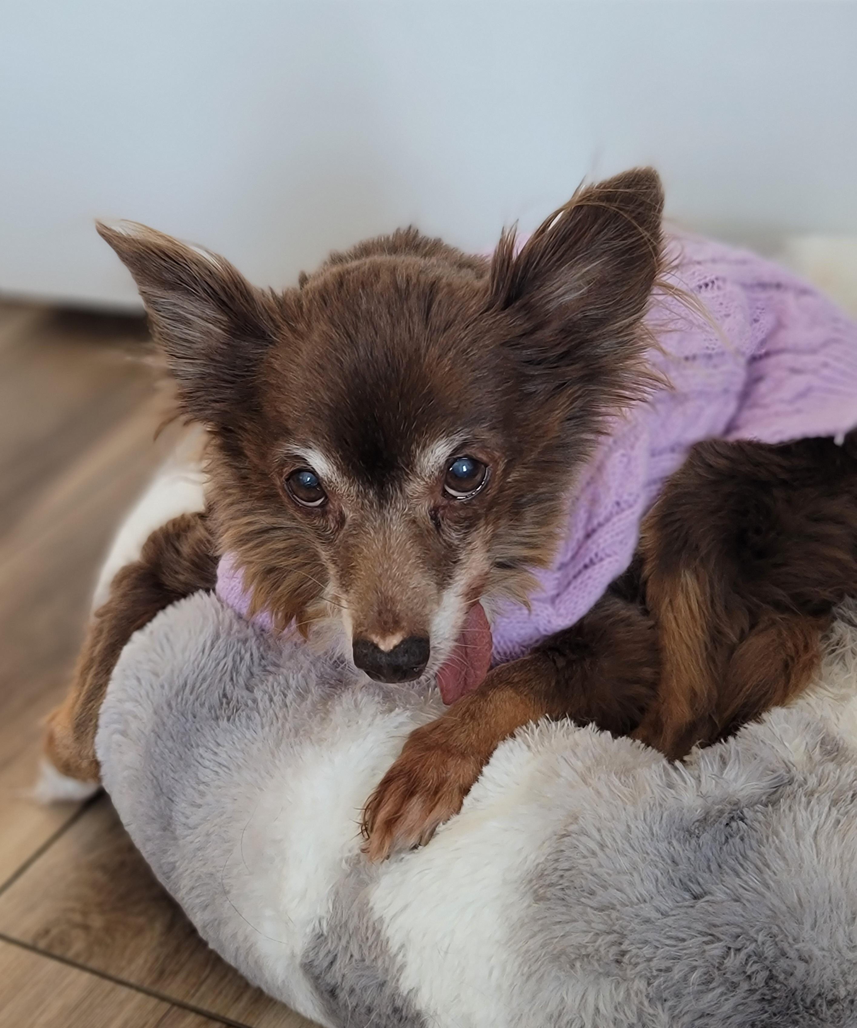 Enlarge Ruby, a ADOPTABLE mixed breed in Midlothian, VA image 4/4