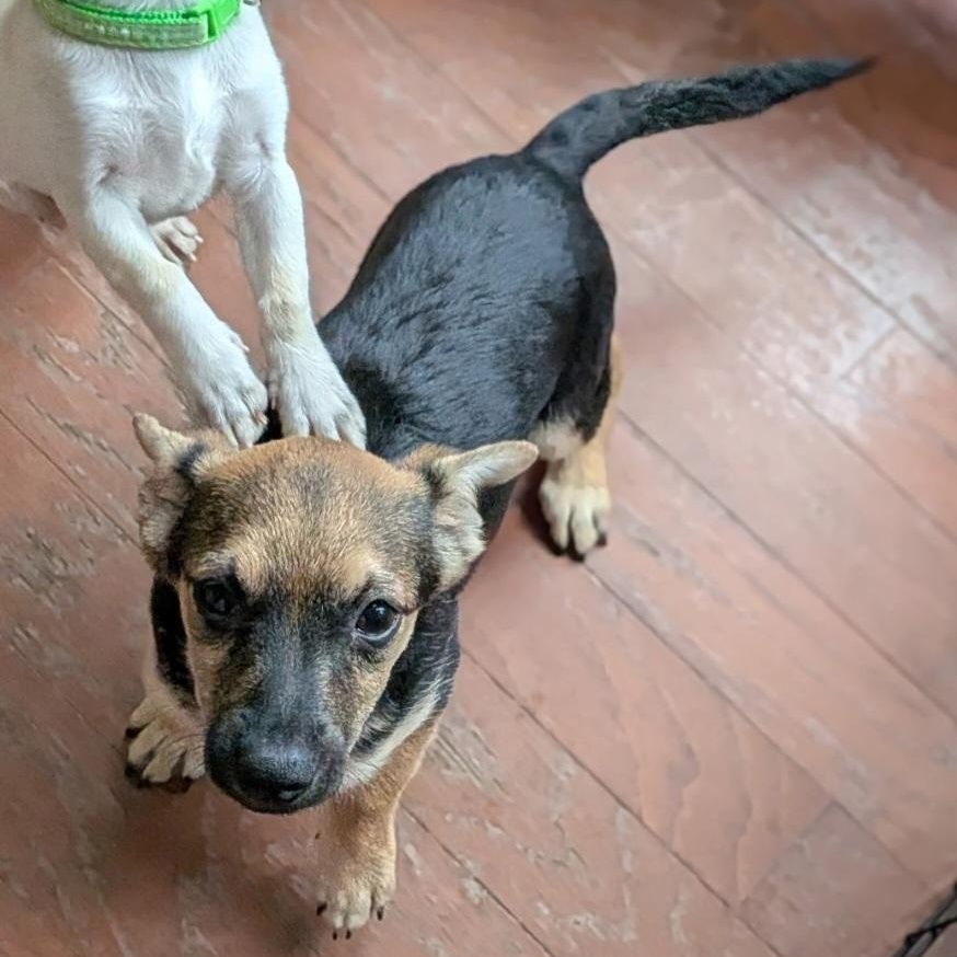 Kronk, an adopted mixed breed in Raeford, NC image 4/4