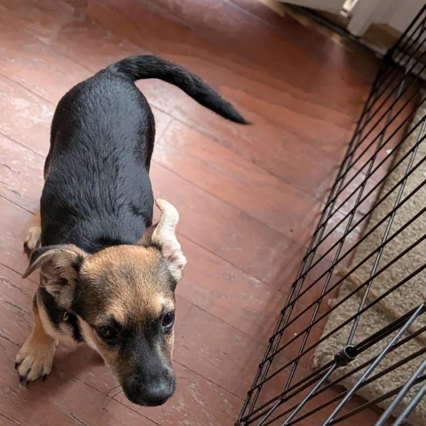 Kronk, an adopted mixed breed in Raeford, NC image 3/4