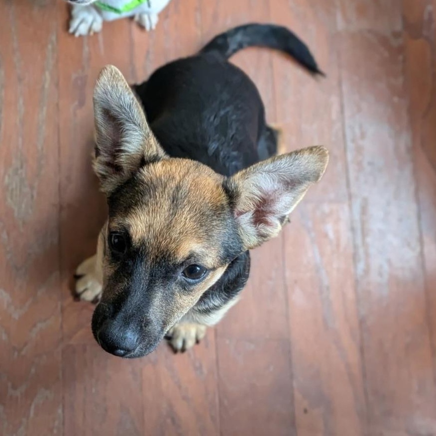 Kronk, adopted, Puppy Male Chihuahua & Dachshund.