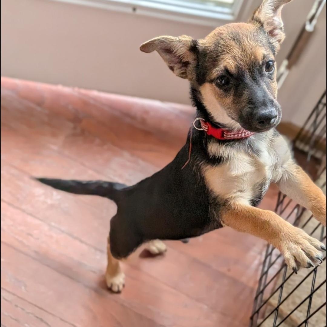 Kronk, an adopted mixed breed in Raeford, NC image 2/4