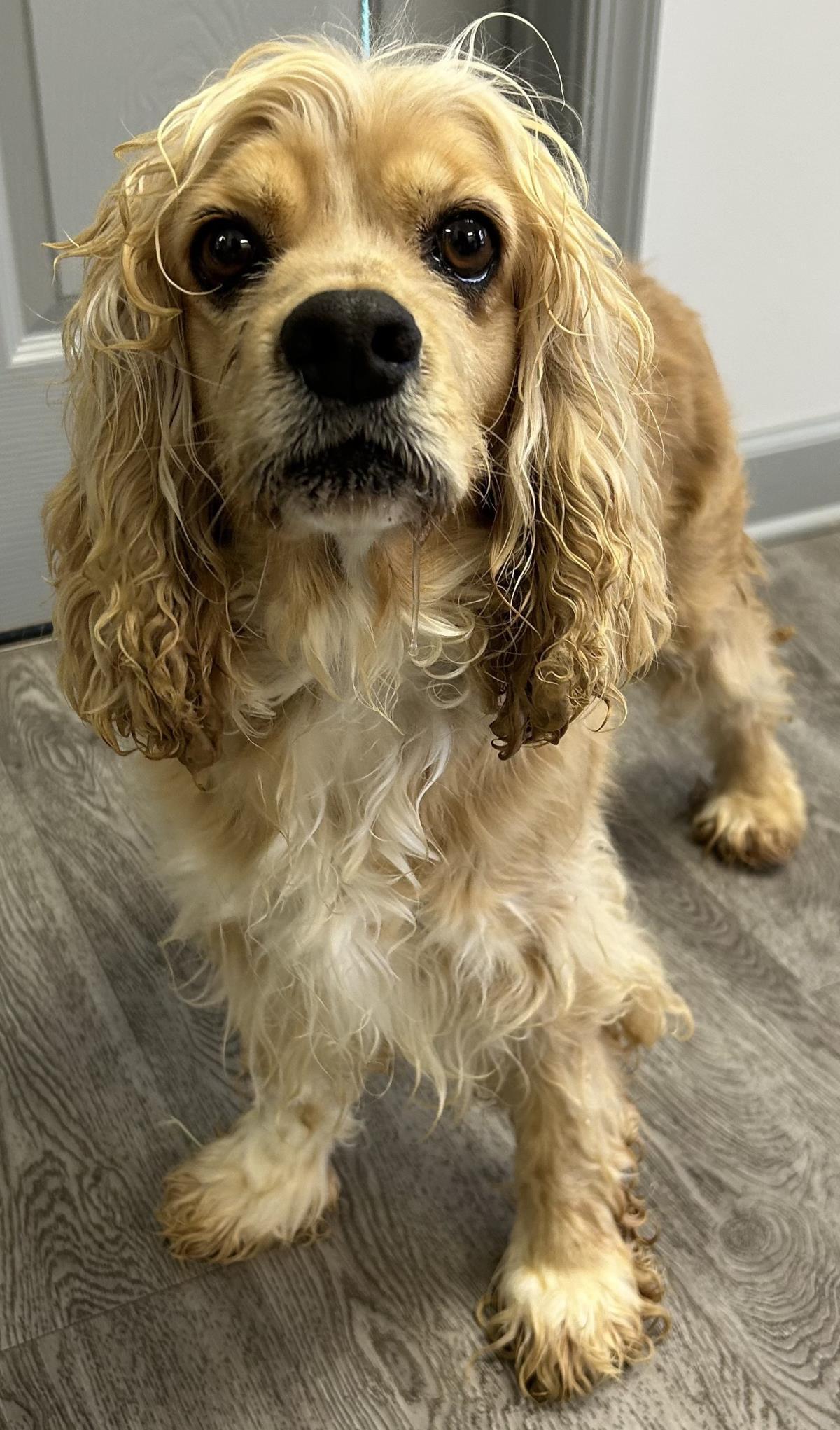 Eve, Adoptable, Adult Female Cocker Spaniel.