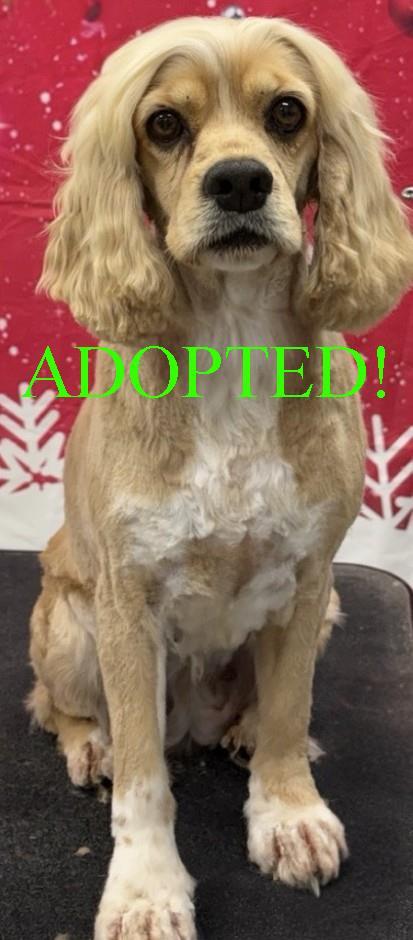 Enlarge Eve, a Adoptable Cocker Spaniel in Westminster, MD image 2/3