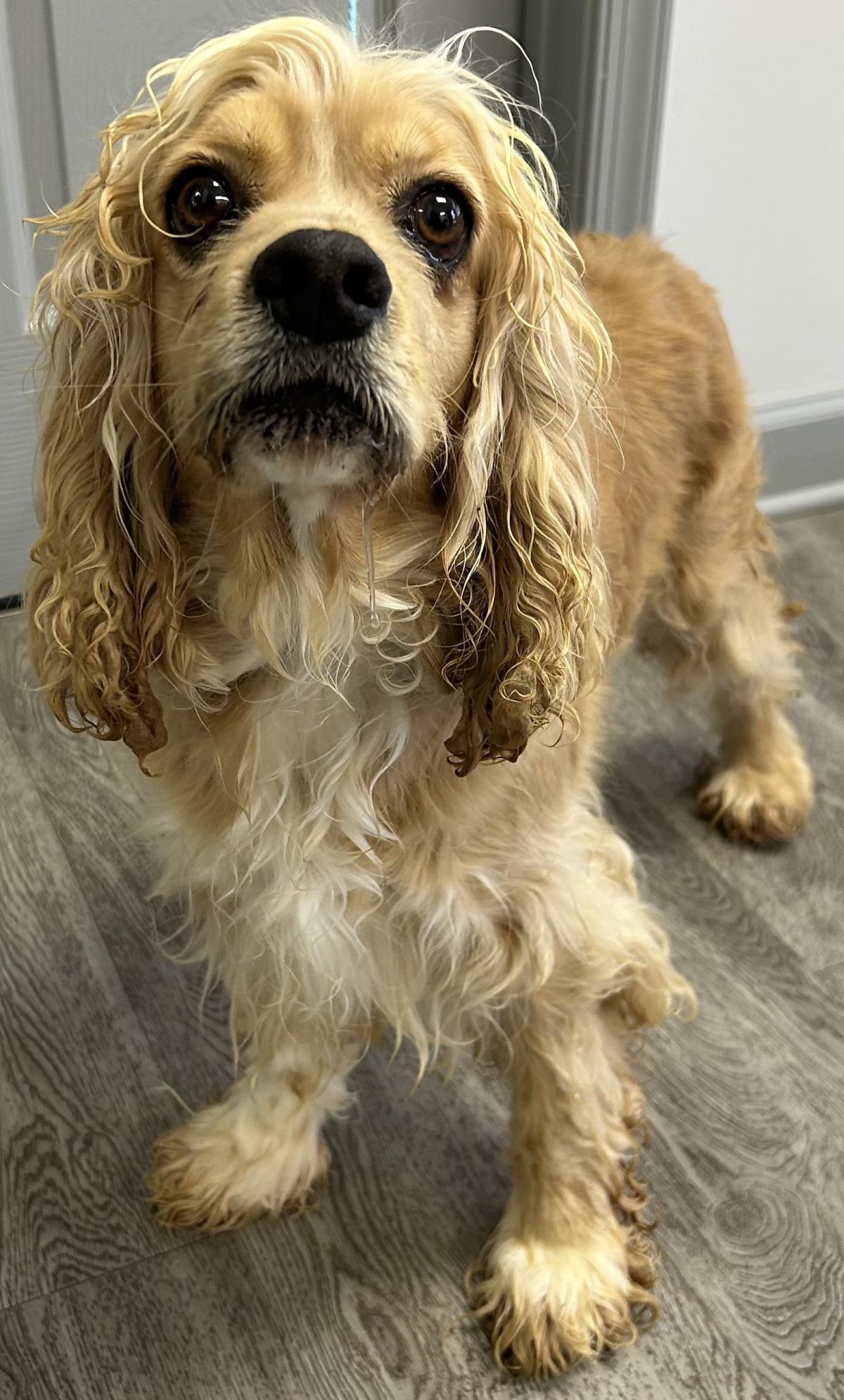 Enlarge Eve, a Adoptable Cocker Spaniel in Westminster, MD image 3/3