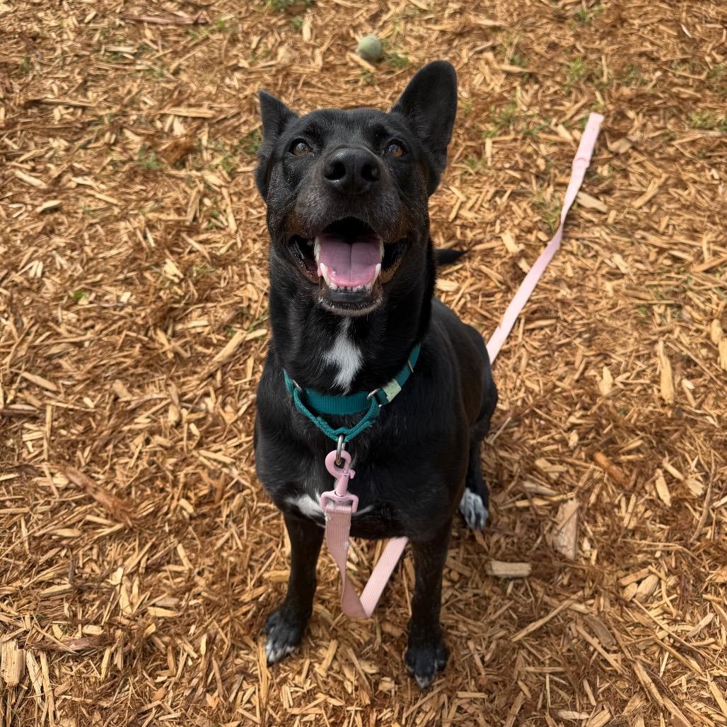 Lil Debbie, Adoptable, Adult Female Mixed Breed.