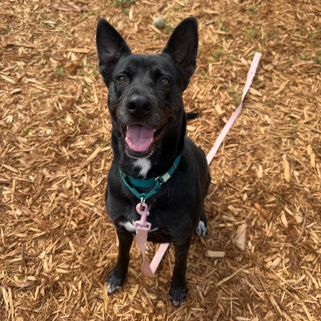 Enlarge Lil Debbie, a Adoptable Mixed Breed in Jacksonville, FL image 2/6