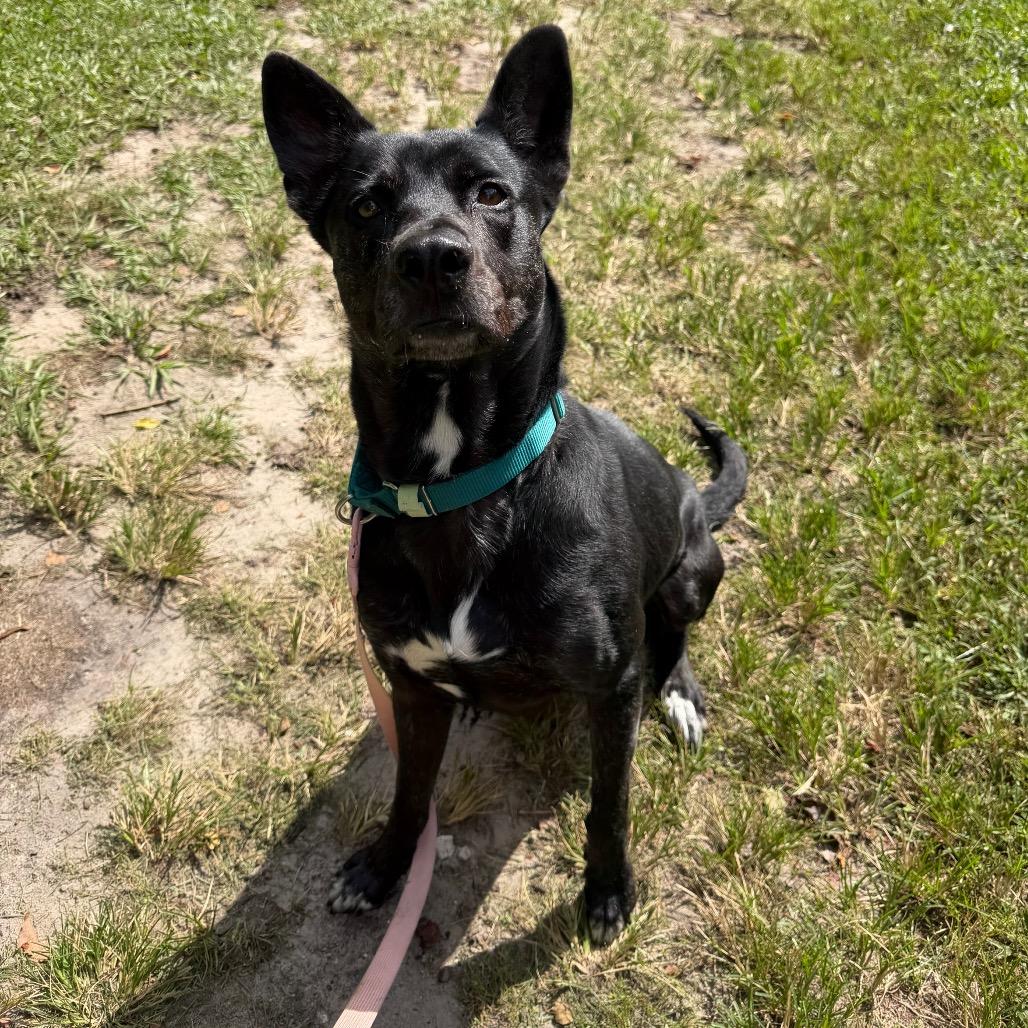 Enlarge Lil Debbie, a Adoptable Mixed Breed in Jacksonville, FL image 3/6