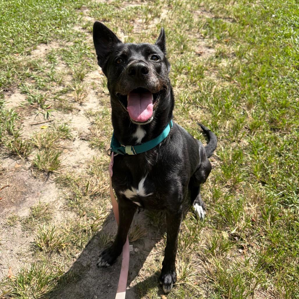 Enlarge Lil Debbie, a Adoptable Mixed Breed in Jacksonville, FL image 4/6