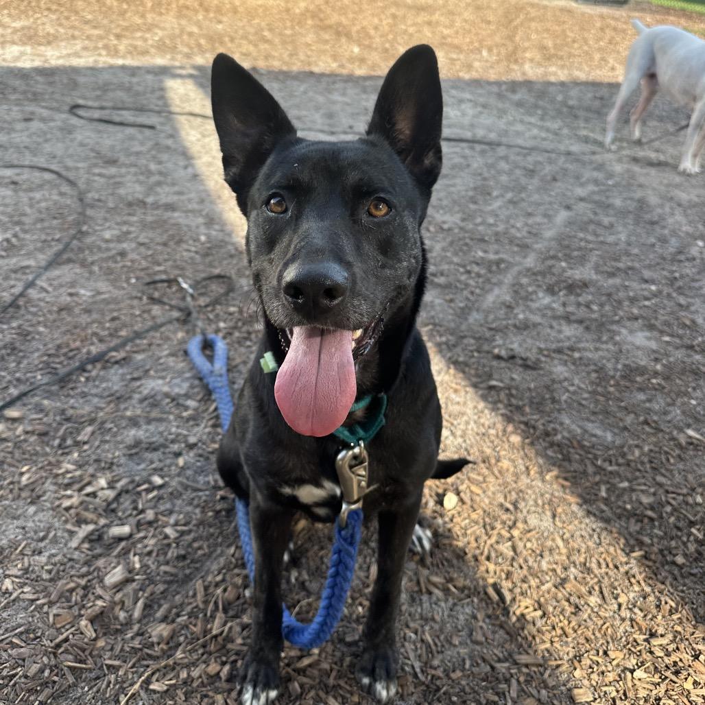 Enlarge Lil Debbie, a Adoptable Mixed Breed in Jacksonville, FL image 5/6