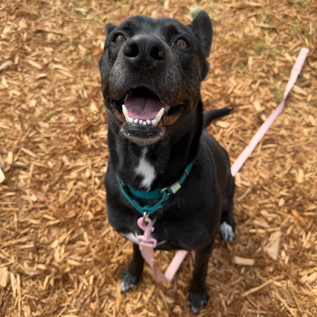 Enlarge Lil Debbie, a Adoptable Mixed Breed in Jacksonville, FL image 6/6