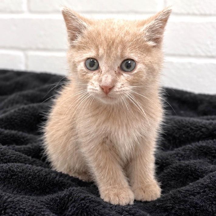 Enlarge River, a Adoptable mixed breed in Guntersville, AL image 1/1