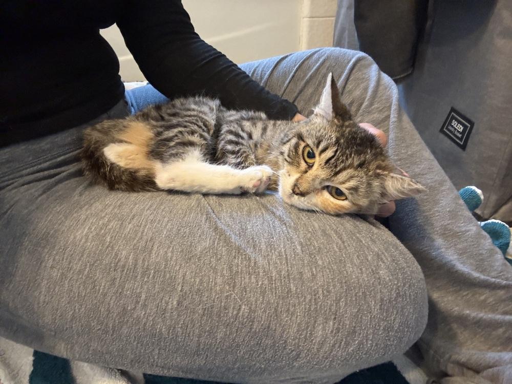 Suki, Adoptable, Kitten Female Domestic Short Hair.