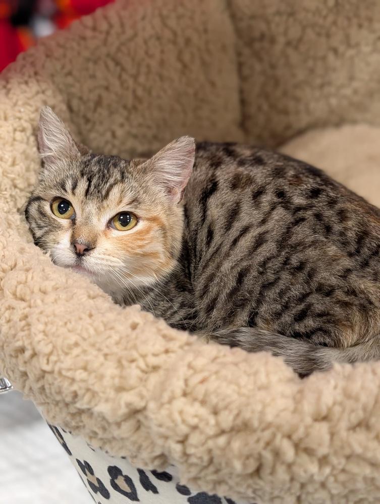 Enlarge Suki, a Adoptable Domestic Short Hair in Fremont, CA image 2/5