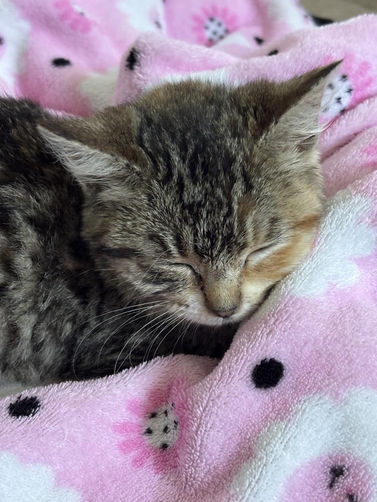 Enlarge Suki, a Adoptable Domestic Short Hair in Fremont, CA image 4/5