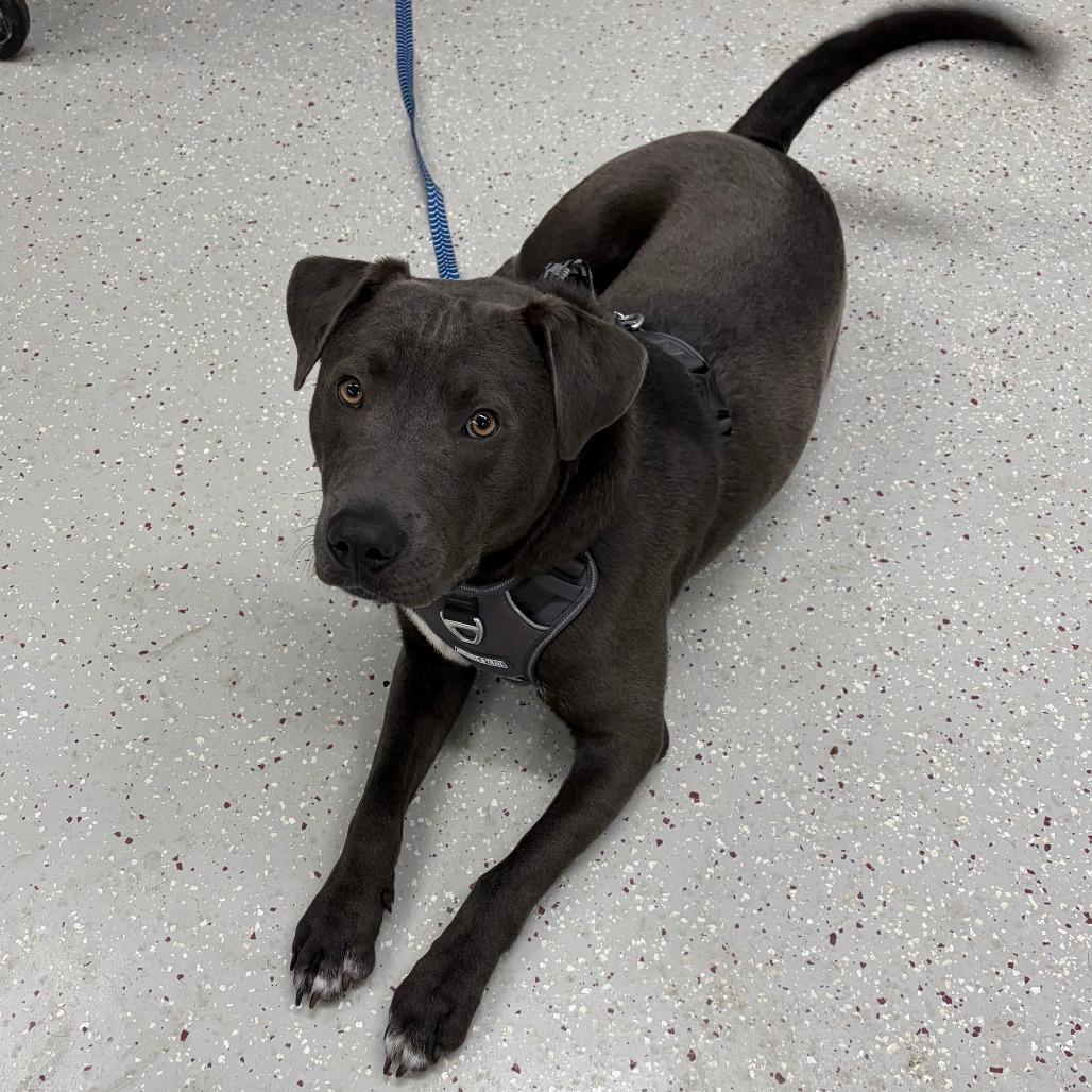 Frog — thumbnail 2