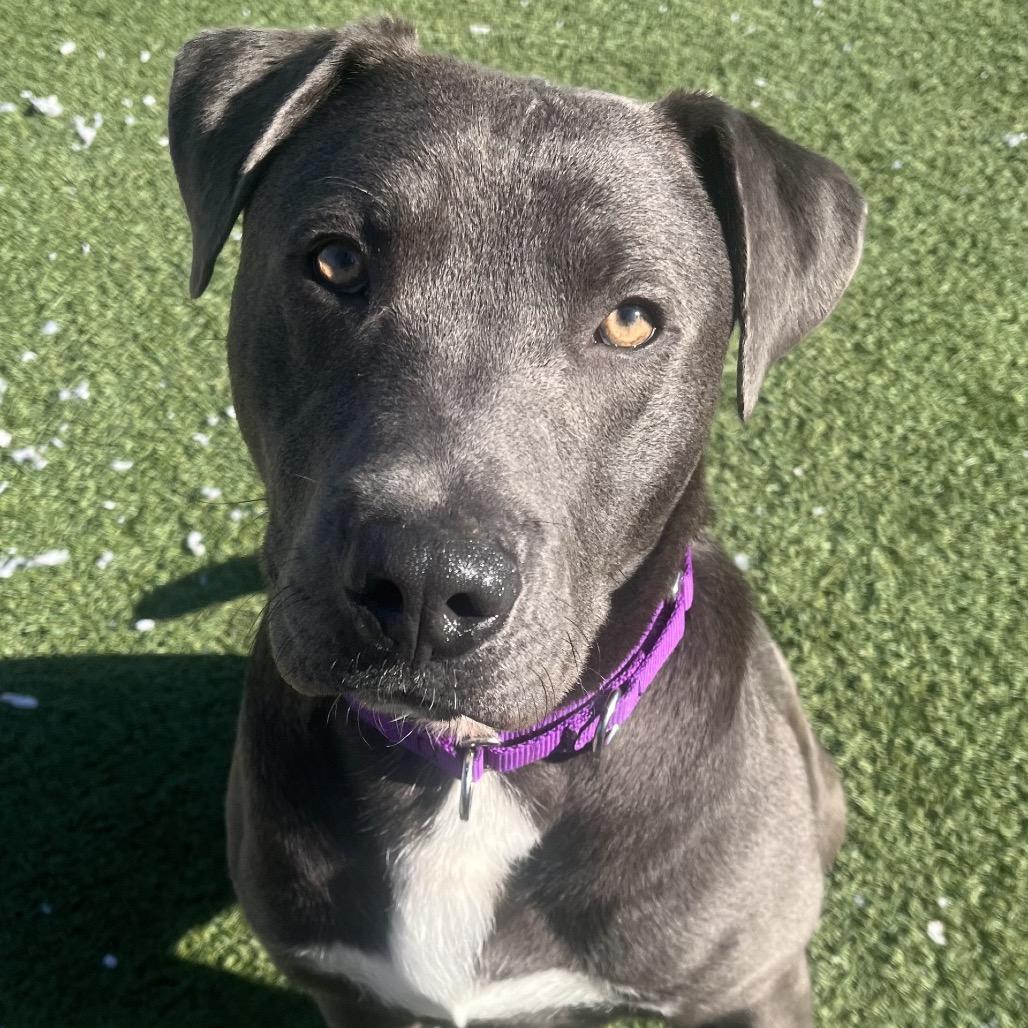 Frog — thumbnail 3