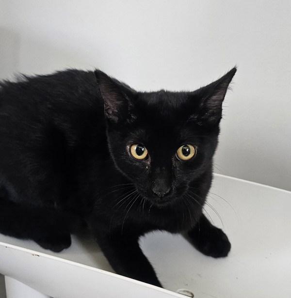 Cricket, Adoptable, Kitten Female Domestic Short Hair.