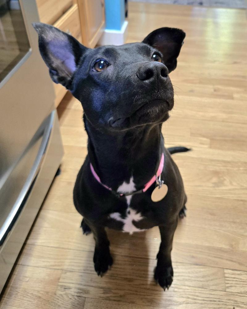 Willow, Adoptable, Adult Female Labrador Retriever & Pit Bull Terrier.