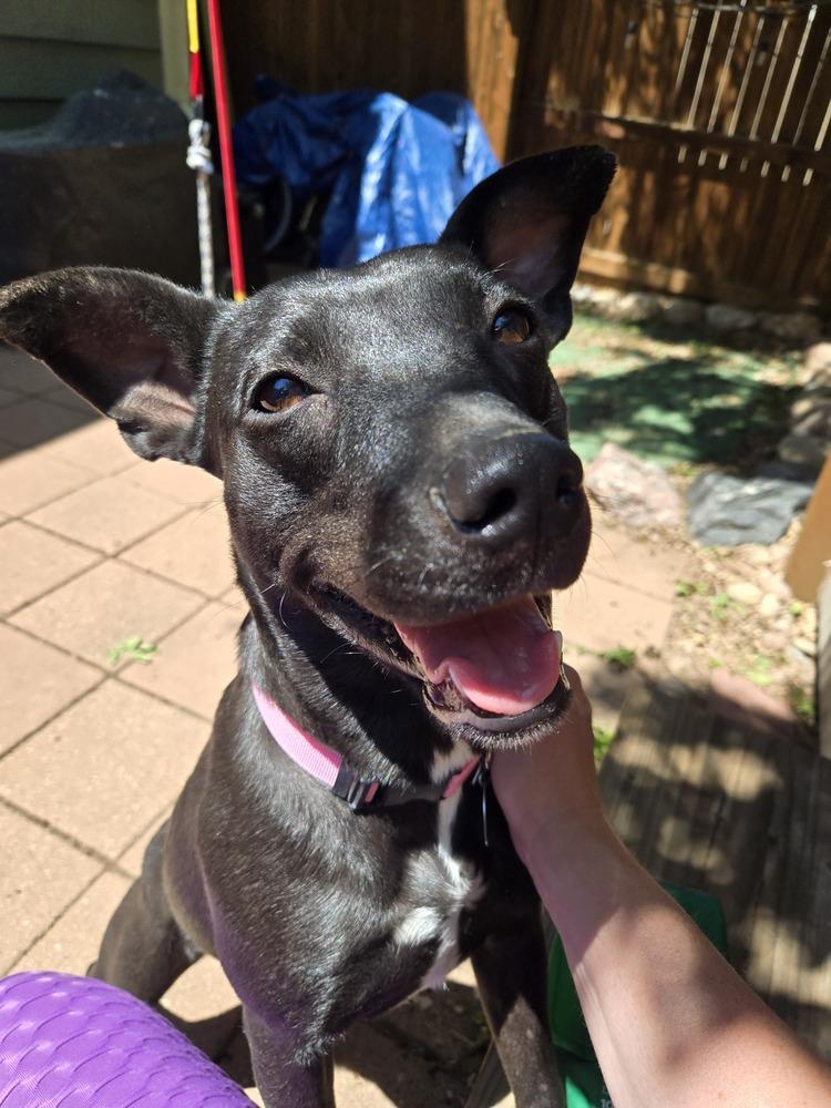 Willow, a Adoptable mixed breed in Lafayette, CO image 3/6