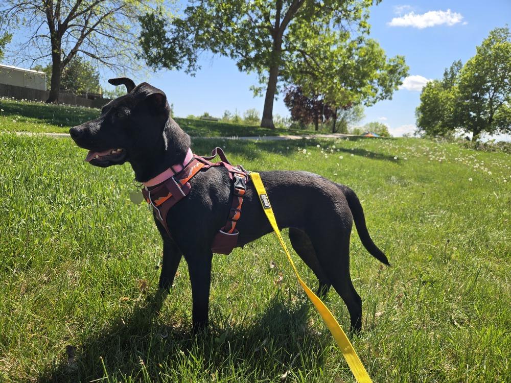 Willow, a Adoptable mixed breed in Lafayette, CO image 4/6