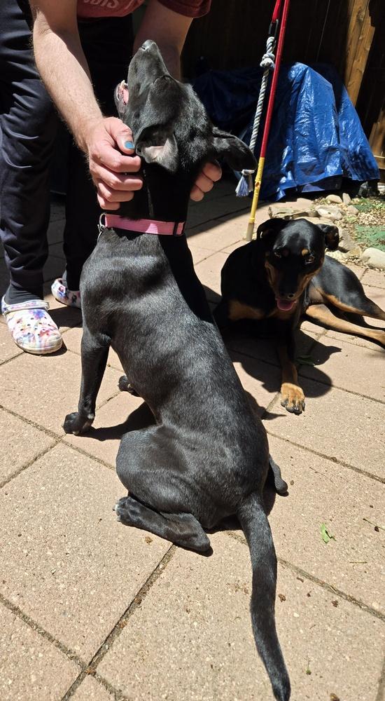 Willow, a Adoptable mixed breed in Lafayette, CO image 6/6